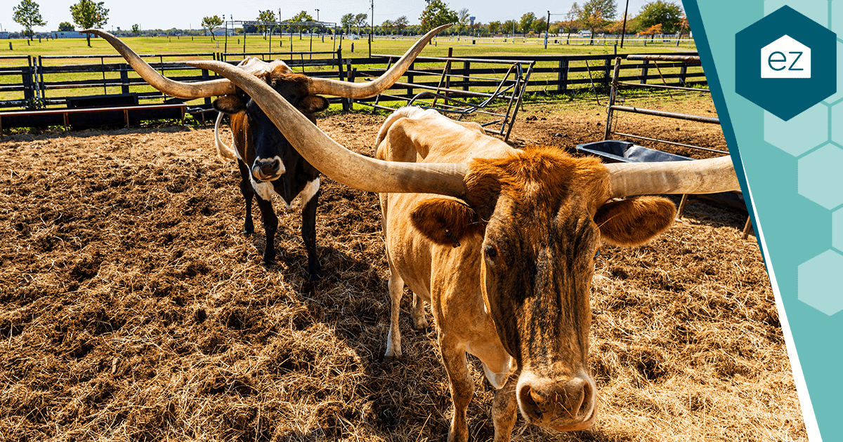 Two Texas Longhorn cattle in a fenced rural enclosure.