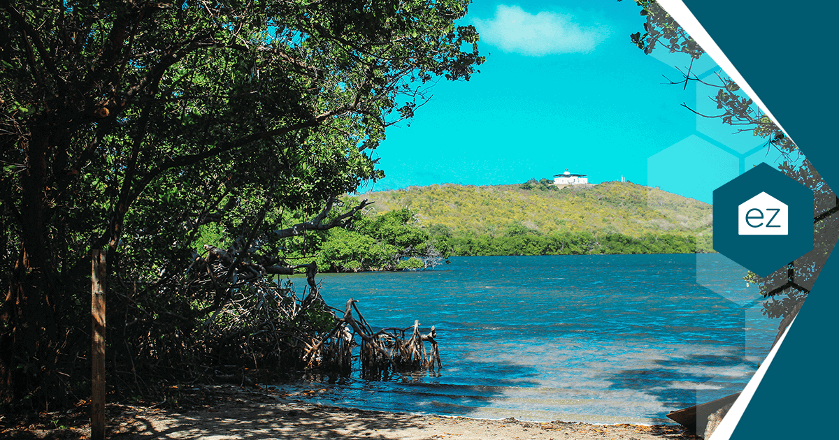 The shoreline of the bioluminescent lagoon at Fajardo, Puerto Rico