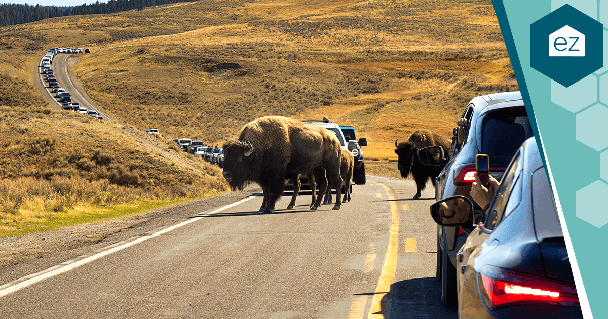 A herd of bison crossing a road near Yellowstone in Wyoming while cars wait
