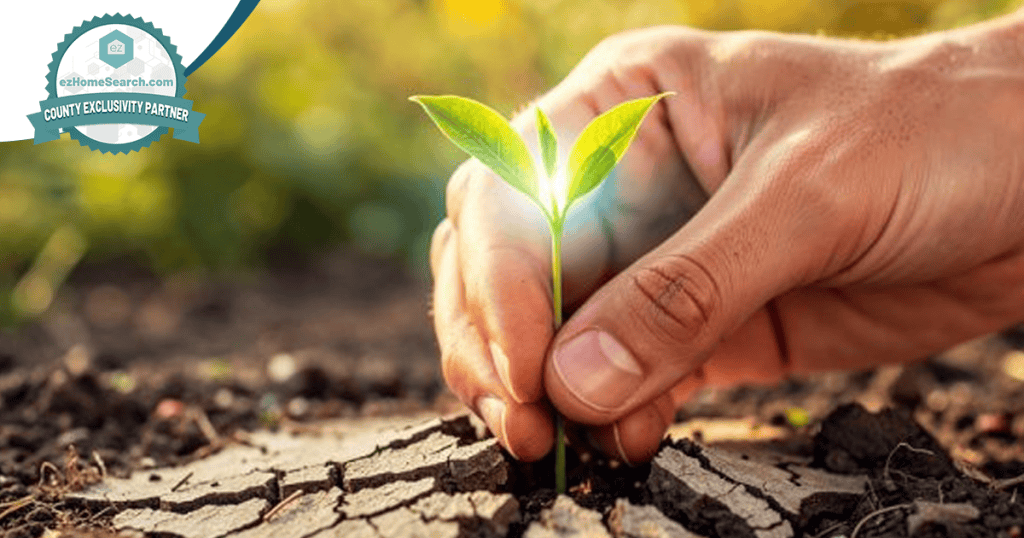 A hand planting a small green seedling into dry, cracked soil outdoors, with sunlight shining on the plant—just as one learns how to nurture a real estate database, carefully tending to each contact so growth can flourish even in challenging conditions.