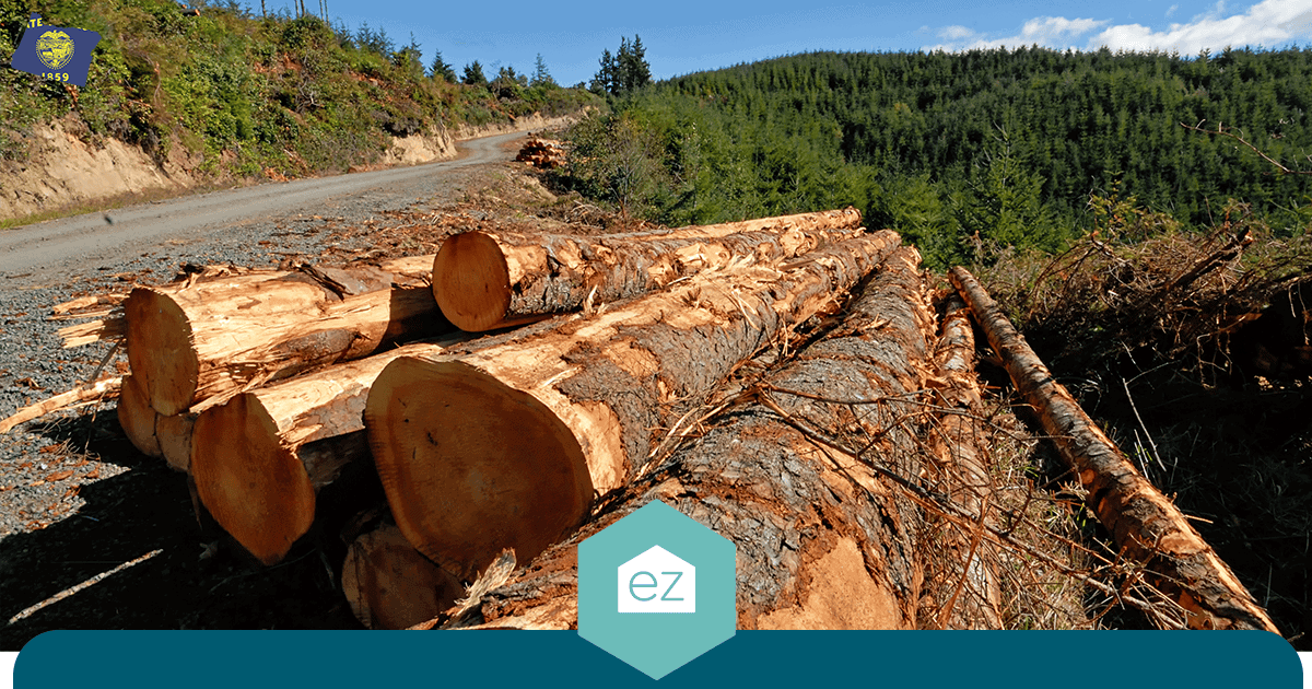 Stacked cut logs beside a forest road in Oregon timber country